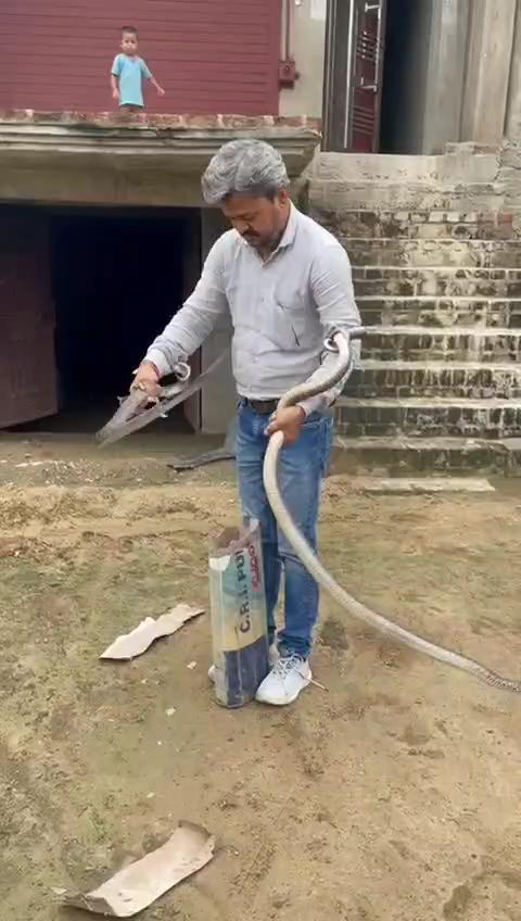 सापों से खेलते हुए युवक का वीडियो सोशल मीडिया पर वायरल।